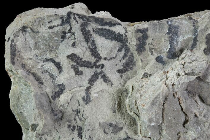 Plate Of Silurian Fossil Algae (Leveillites) - Estonia #91902